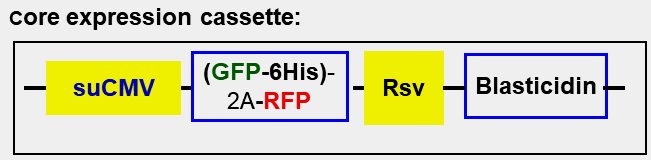 GFP and RFP dual reporter cell line's vector map