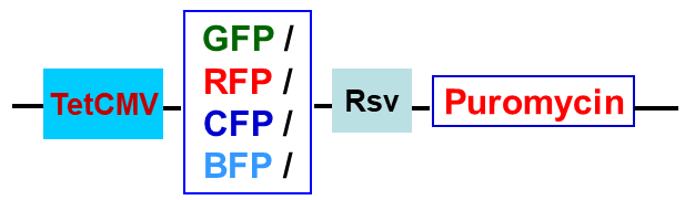 inducible-fluorescent lentivector map