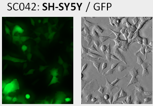 SH-SY5Y cell line with GFP fluorescent image