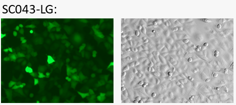 Image of A549 cell line express GFP fluorescent reporter