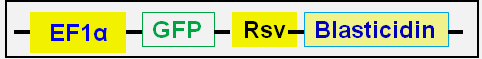 GFP expression cassette map in RKO cell line