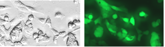 RKO express GFP fluorescent marker image