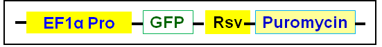 GFP expression cassette under EF1a promoter