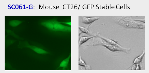 GFP fluorescent image in mouse CT26 cell line