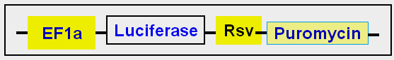 Luciferase expression map scheme