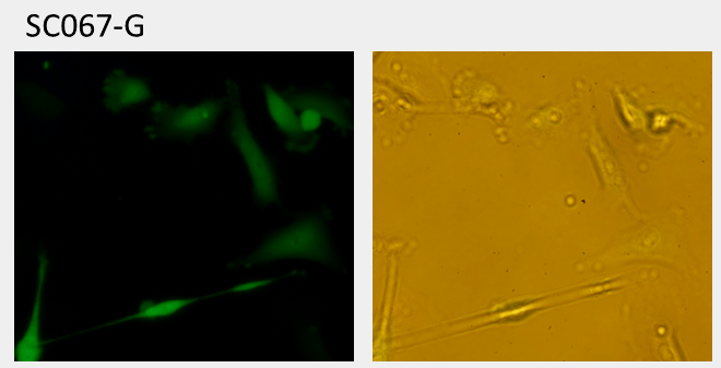 SW403 image of GFP fluorescent marker