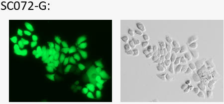 T47D cell line express GFP image