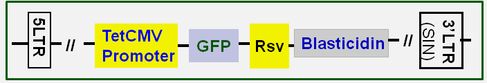 inducible GFP expression vector map