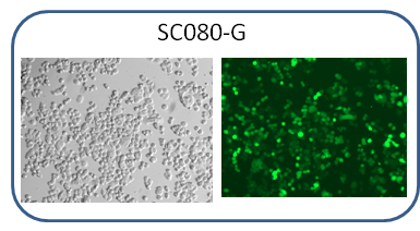 HT-29 GFP cell image