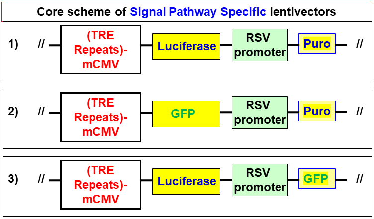 Pathway detection lentivector map scheme