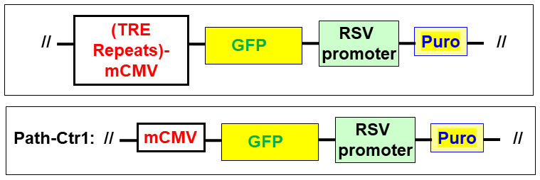 Scheme of GFP report lentivirus detects FOXO pathway
