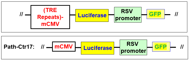 signal pathway lentivector scheme of Luciferase (Puro) 