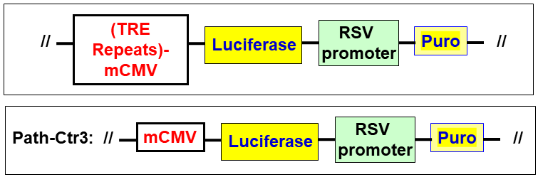 pathway Lentivector map of Luciferase with Puro selection