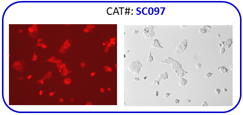 mCherry expression cell line image