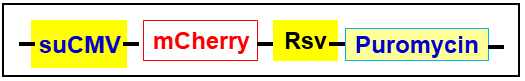 mCherry expression vector map