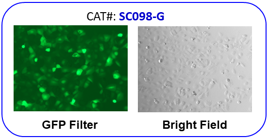 NCI-H1650 cell line express GFP reporter