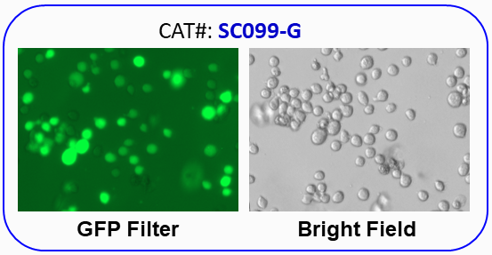 NCI-H929 / RFP fluorescent cell line image