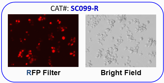 NCI-H929 / RFP fluorescent cell image