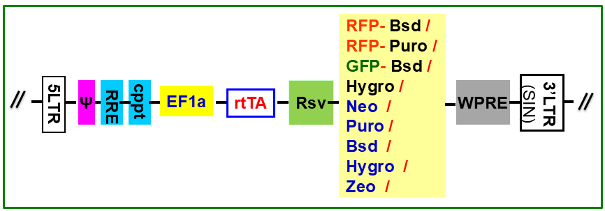 rtTA Expression vector scheme